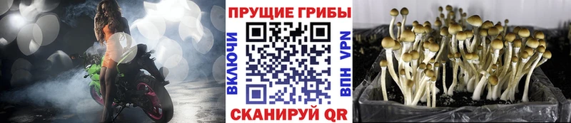 Псилоцибиновые грибы GOLDEN TEACHER  Новоузенск 